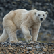 Illustration for article titled Heartbreaking Photos Of Polar Bears Who Will Die Before The Next ‘Metroid Prime’ If Nintendo Doesn’t Get Their Shit Together